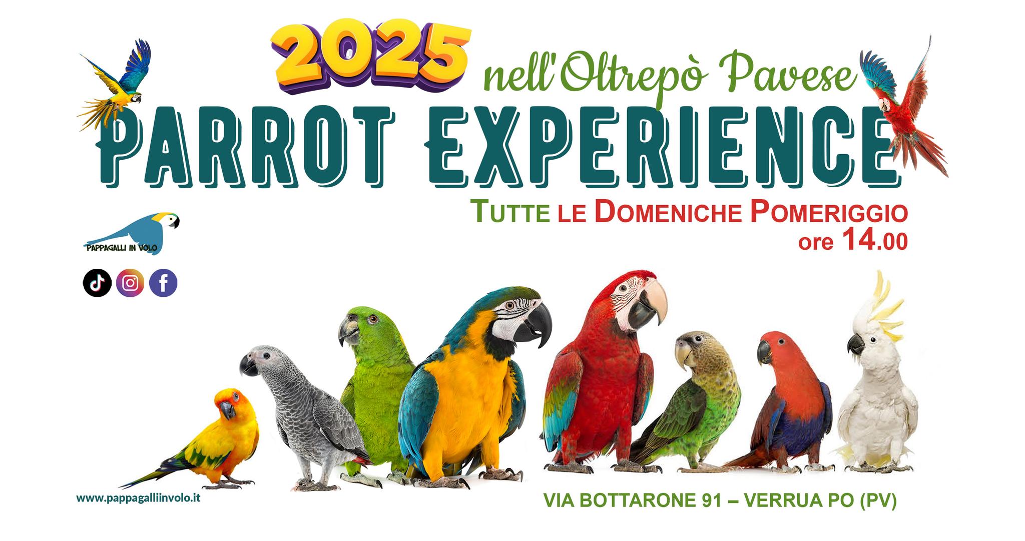 Parrot Experience