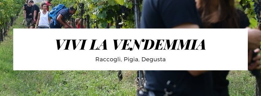 Vivi la vendemmia