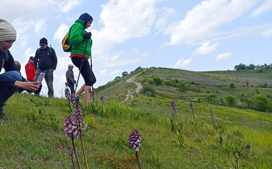 Orchidee di Costa Pelata e Fauna Selvatica – Esperienza in Oltrepò Pavese